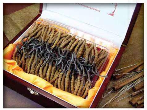 右江冬虫夏草回收